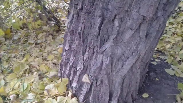 2021 10 17 Погоня за мышью