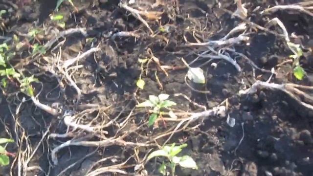 Копаем лук-шалот (семейный). Сорта.