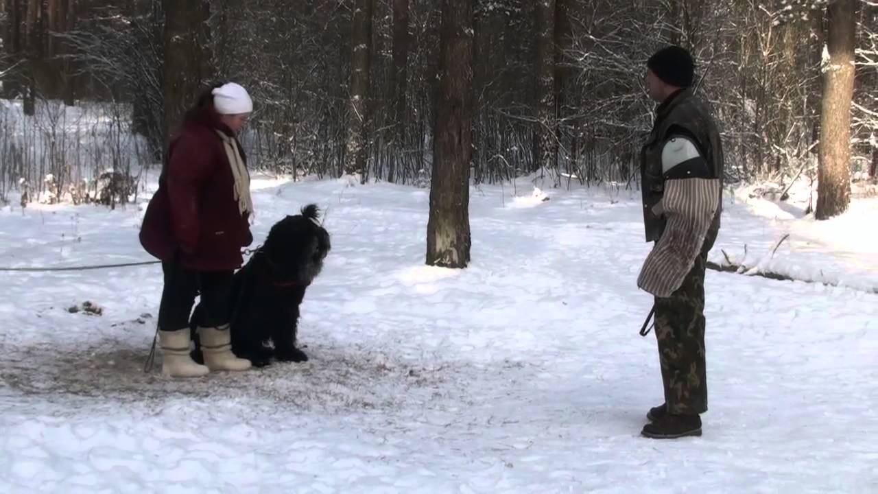 Облаивание 1-е занятие, Барби с Бронич Эмир