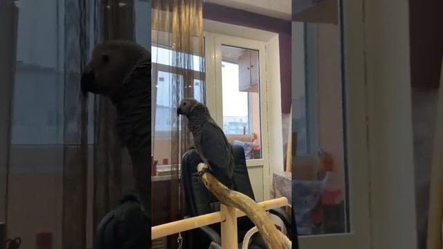 Попугай Жако выдает умные выражения