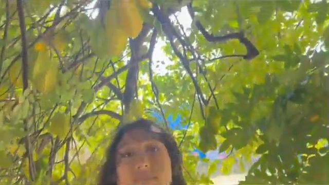 Five finger star fruit Carambola Season in full swing
