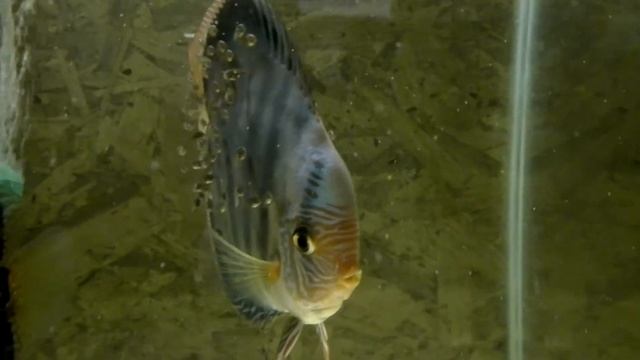 Diskus Cobalt