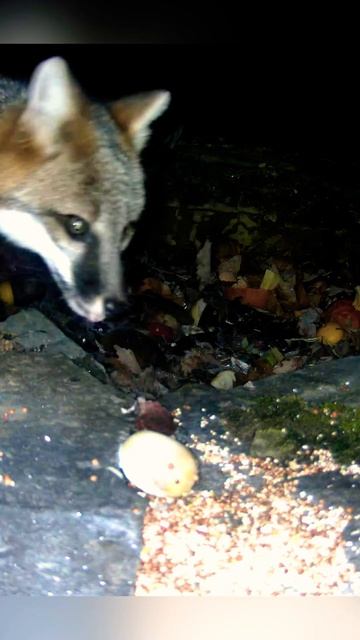 Tenacious Grey Fox snatches an egg 🦊🥚#fox #animals #nature