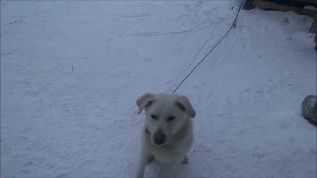 Пират, дай лапу! Без Базара БОСС!