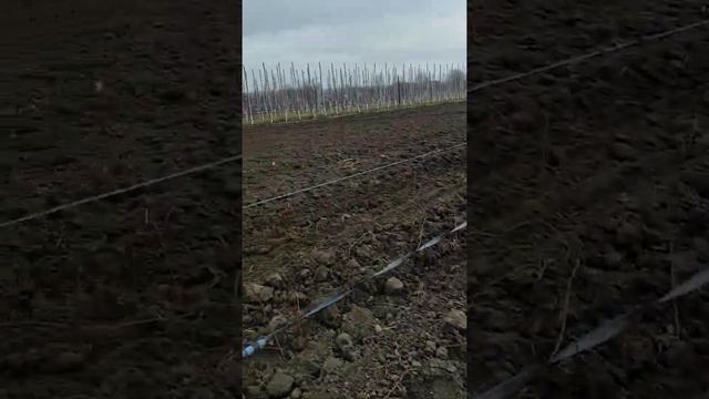 Висадки підщепи.