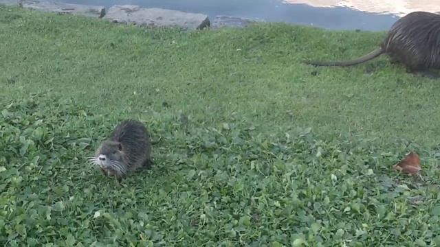 бэби нутрия в парке райнауэ