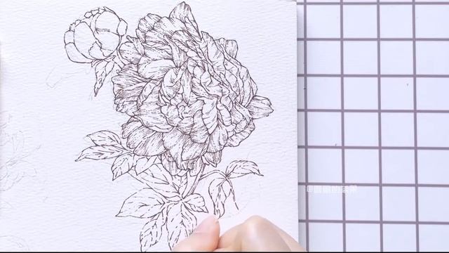 Watercolor Botanical Illustration How to Draw Peony Series #4 Kaguyahime Peony 8 minutes