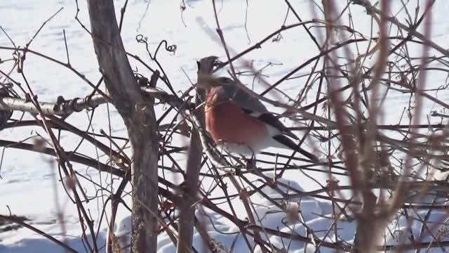СНЕГИРЬ в нашем саду!