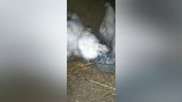 китайські шовкові кури.