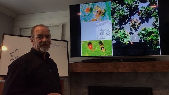 IPM Biological Control of 2 Spot Spider Mites and Lewis Mites in Strawberries-Part One