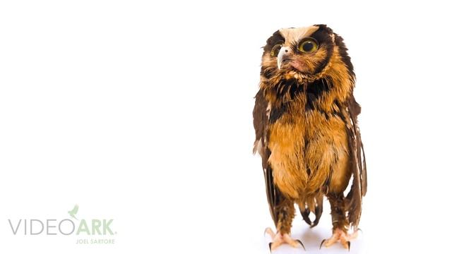 A cinnamon screech owl (Megascops petersoni) at Parque de Las Leyendas in Lima, Peru.