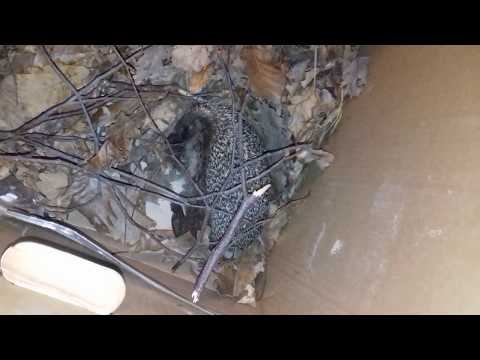 Ежику Филе что-то снится