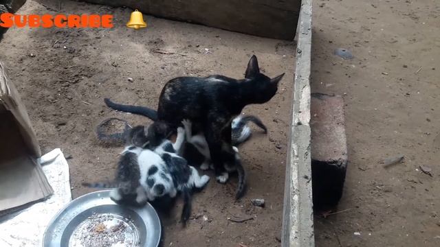 baby cats drinking milk from mother 👍