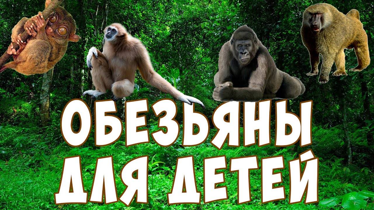 РАЗВИВАЮЩИЕ МУЛЬТИКИ ДЛЯ ДЕТЕЙ ОБЕЗЬЯНКИ