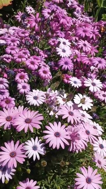 Beautiful African Daisy Flowers #shortvideo #shorts