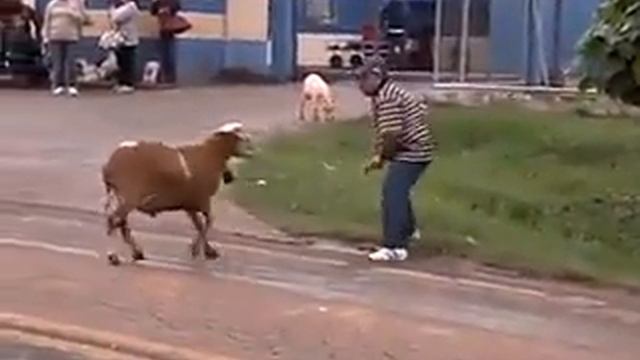 злой шашлык