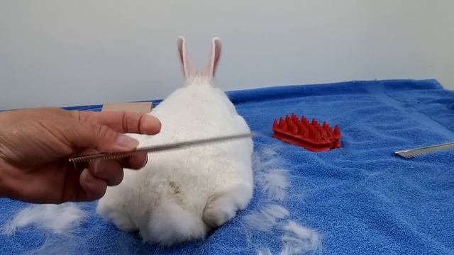 How to Groom a Short Haired Rabbit