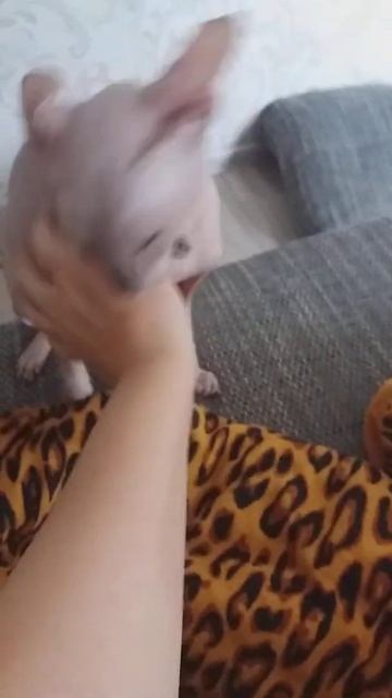 Сфинкс кусается и злится #shorts /Angry Sphinx