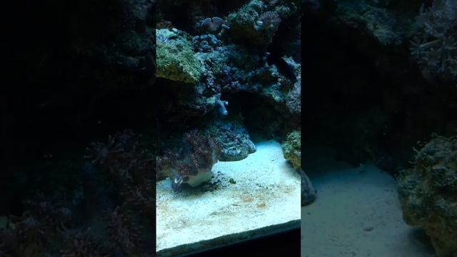 Sir P 150G new White Tail Triggerfish