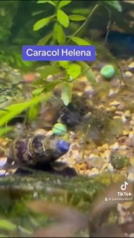 Caracol Helena 4k Anentome Snail assassin snail