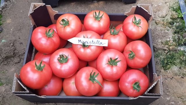 Pomidor malinowy Manistella idealny latem!