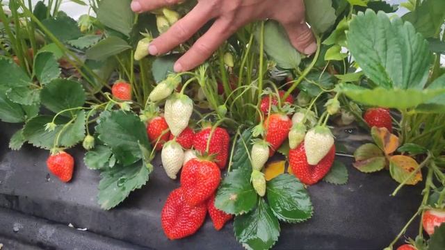 Не собирал  клубнику 3 дня. Альба один из самых урожайных сортов в мире. Официально .