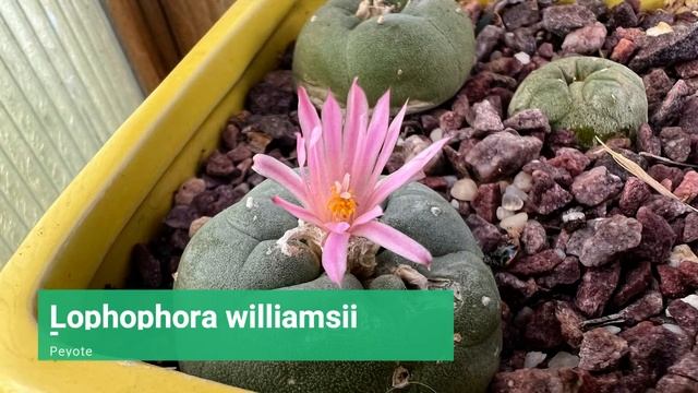 May Cactus Flowers | What's in bloom this month