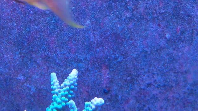 Chromis ikra