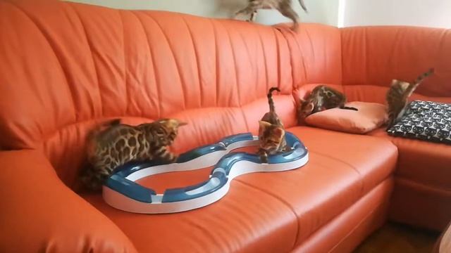 Koty bengalskie Paradise Tiger