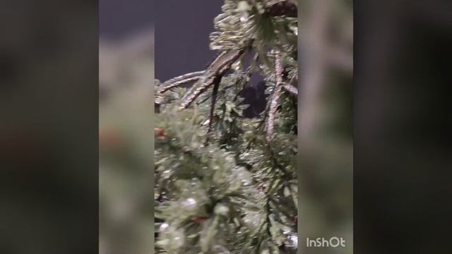 Ледяной дождь: Стеклянная сосна и глянцевые дороги