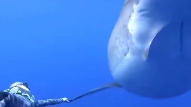 liveleak com big shark fish up close