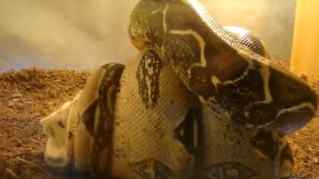 Boa c. constrictor vs. Rattus rattus 2