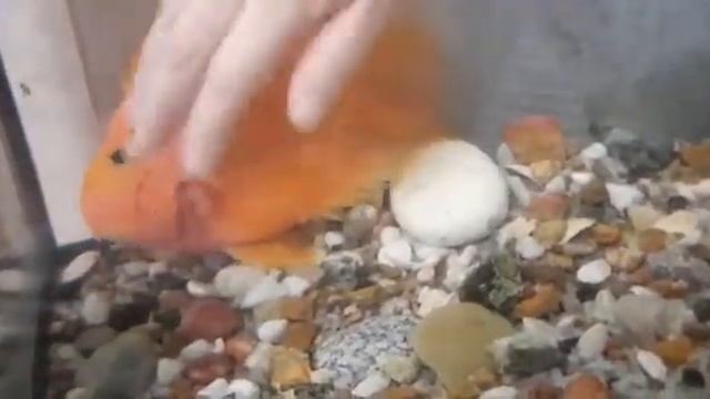 Ручная рыба Вася