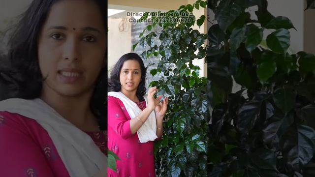 Radar Machira - China Baby Doll - Tree Like Plant.