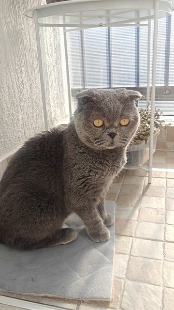 Шотландская вислоухая кошка Рианна 21.04.2025.