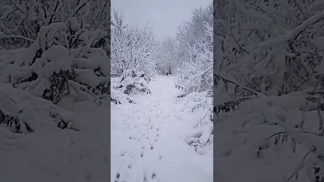 зима не лучший період для тварин. Радіють кожному хто може дати поїсти