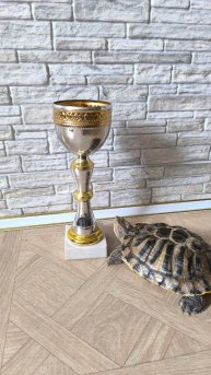Когда награды не нужны