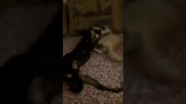 Пыжик и Джимик.