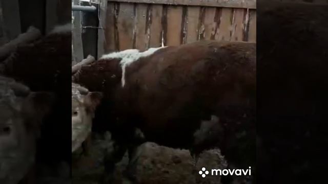 вовремя моё покупка быки+79226186664