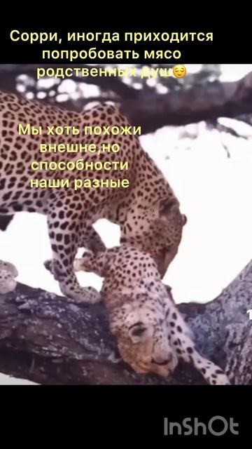 Мир животных🙏 Белка. Ожереловый попугай. Леопард и гепард. ф/с: az buka.