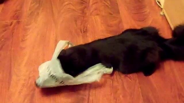 Кот играет с пакетом