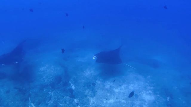 Diving With Manta Rays And Whale Shark At Tofo Beach, Mozambique