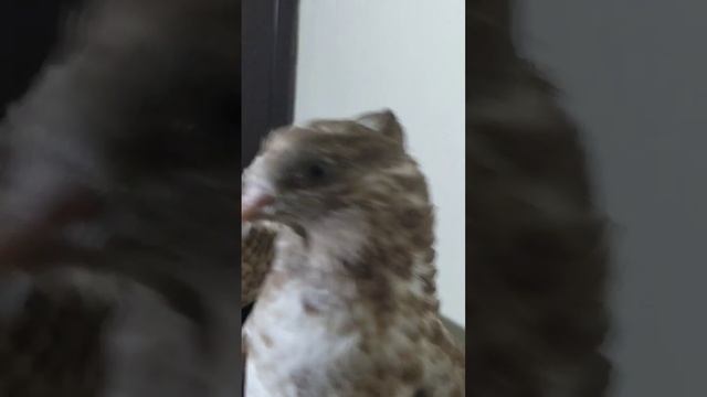 Шахрихон Акамиздан янги жувоналар +998932593732