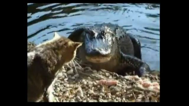 Прикольное видео.  Кошка гоняет крокодила.
