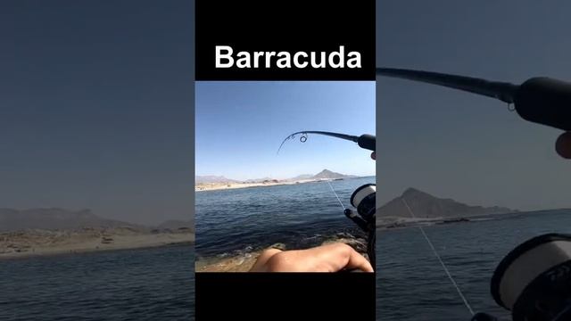 Fishing for Barracuda | #fishing