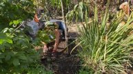 Mango Planting & Mini Tour of Tropical Fruit Trees in the Fresno/Visalia Area.