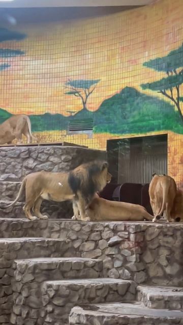 Liens in Kiev zoo #citytour #marishkaguide