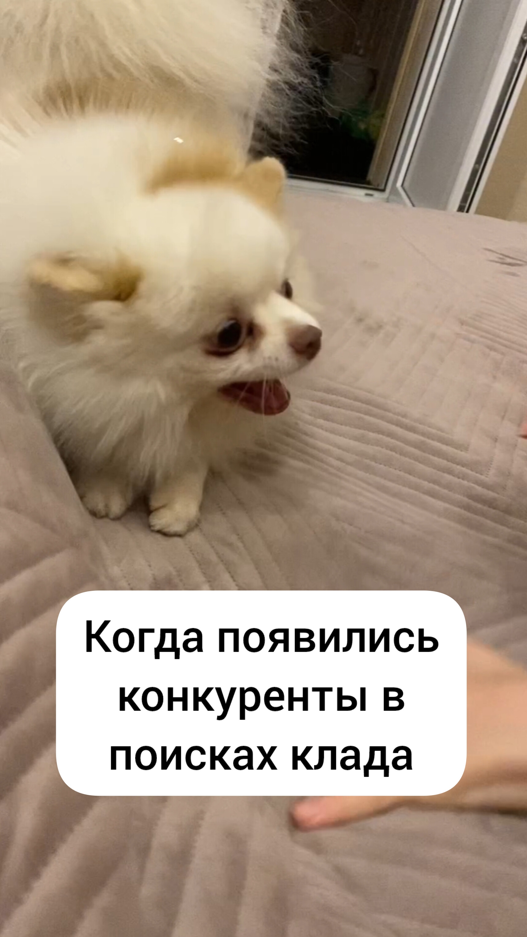 Когда появились конкуренты в поиске клада