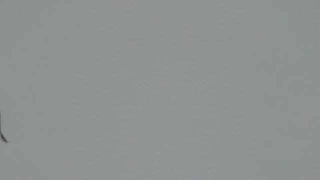 ОРЛАНЫ-БЕЛОХВОСТЫ НА ВЕСЕННИХ ИГРАХ