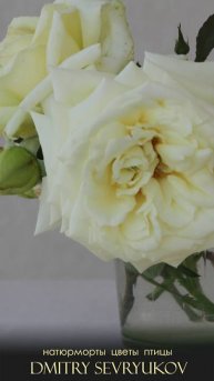 Розы на террасе